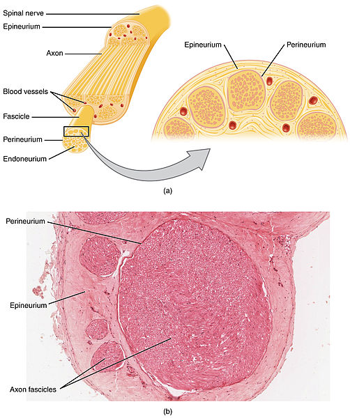 A spinal nerve