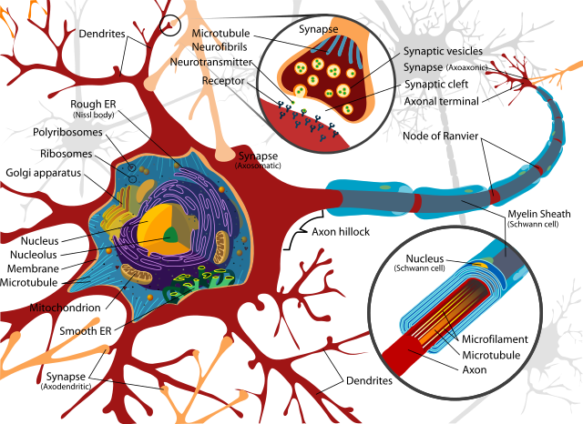 A neuron