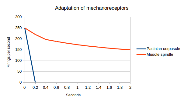 Adaptation of mechanoreceptors