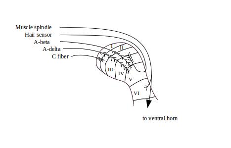 Arborization of afferents in the dorsal horn
