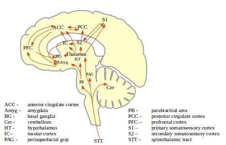 Ascending paths of the pain matrix