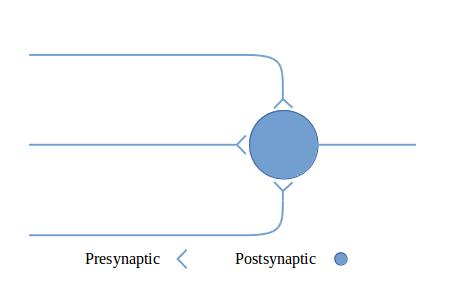 A converging neural circuit