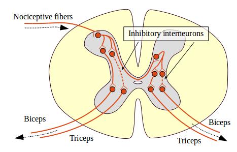 Crossed extensor reflex