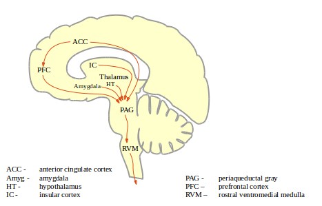 PAG-RVM pain pathways