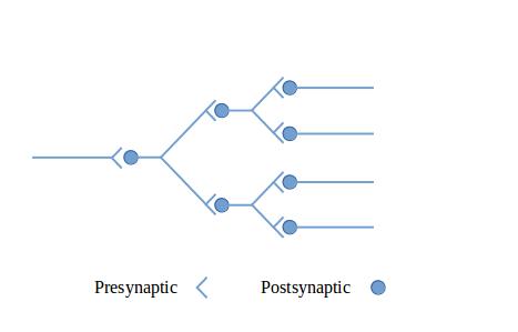 A diverging neural circuit