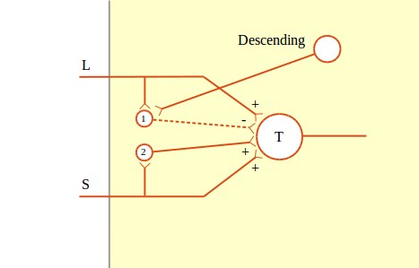 Gate control model