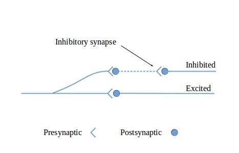 Exciting and inhibitory output