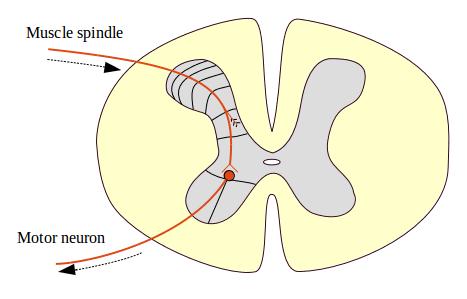 Muscle stretch reflex