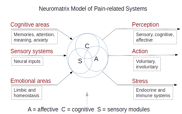 Neuromatrix Model of Pain Processing