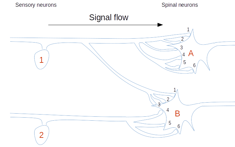 A simple neural circuit