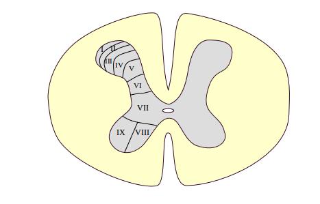 The laminae of Rexed