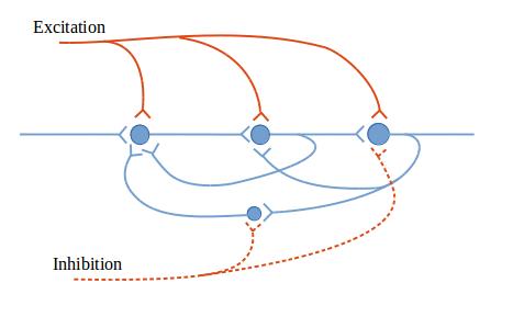 Reverberatory neural circuit