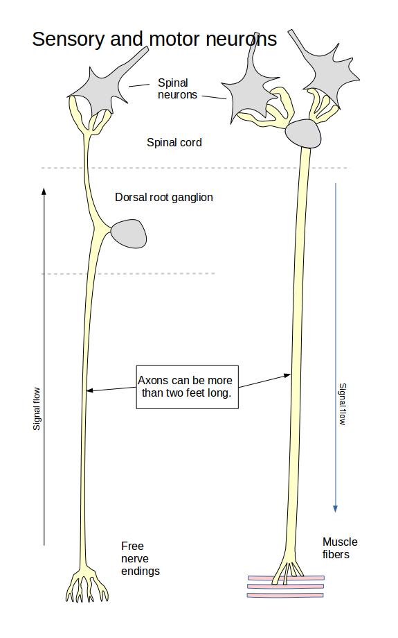 Sensory and Motor Neurons