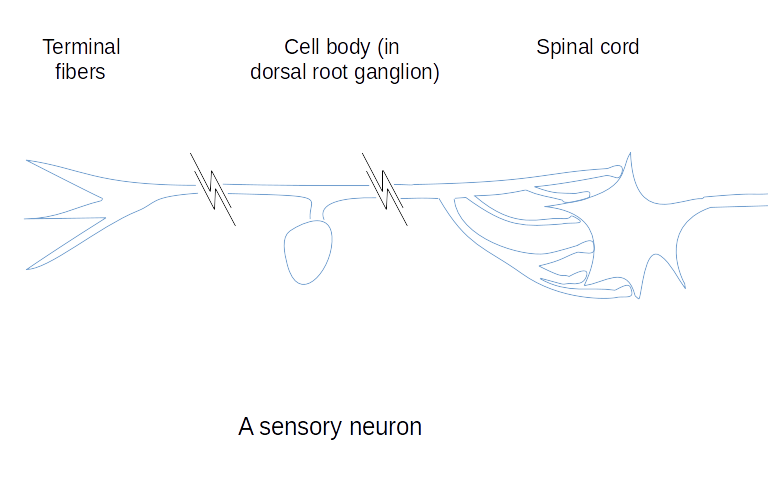 A sensory neuron