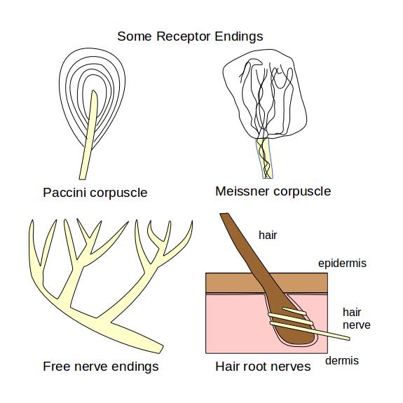 Some Receptor Endings
