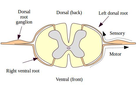 Spinal nerve roots