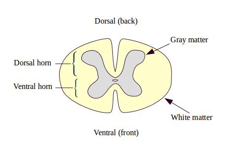 Cross section of the spinal cord
