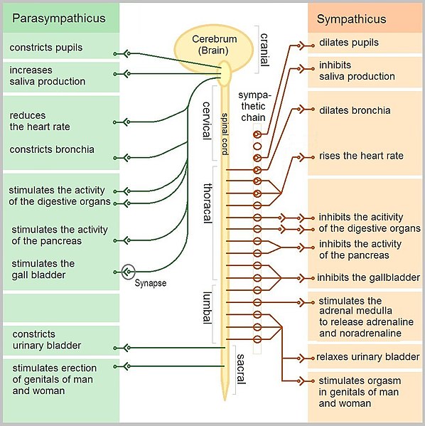 The Autonomic Nervous System